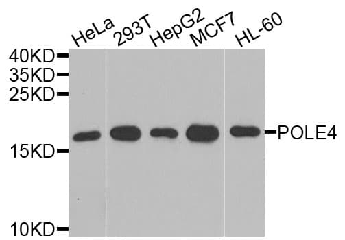 POLE4 / p12 Antibody