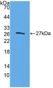 CELA3B / ELA3B Antibody (aa29-270)