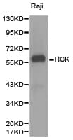 HCK Antibody