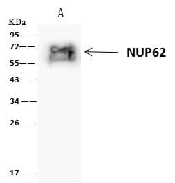 NUP62 Antibody
