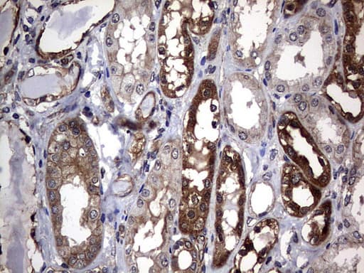 DDIT3 / CHOP Antibody (clone OTI2D3)