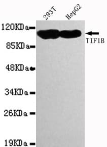 Monoclonal Mouse anti-Human TRIM28 / KAP1 Antibody (C-Terminus, IHC, IF, WB)