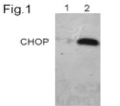 Monoclonal Mouse anti-Mouse FUS / TLS Antibody (clone 9C8, IHC, WB)