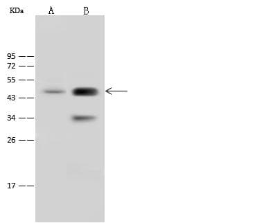Polyclonal Rabbit anti-Mouse CD2 Antibody (Preservative Free, WB)