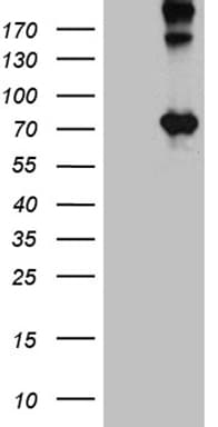 OPTN / Optineurin Antibody (clone OTI7H2)