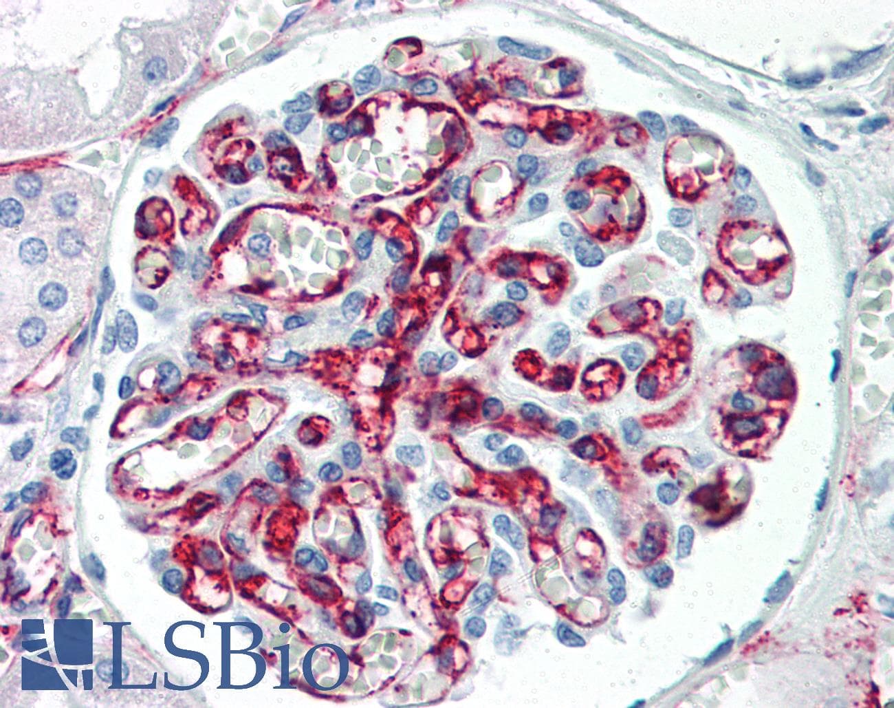 IHC-plus™ PECAM-1 / CD31 Antibody (clone 2F7B2)