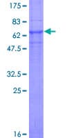 Human CLN3 Protein (Recombinant GST)