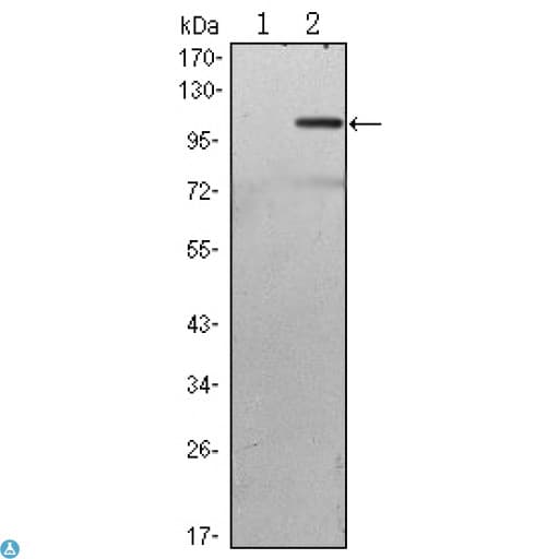 TAB2 Antibody