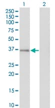 Monoclonal Mouse anti-Human GPS2 Antibody (clone 3C4, WB)