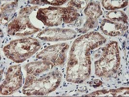 TRAP1 / HSP75 Antibody (clone OTI1H8, Carrier-free)