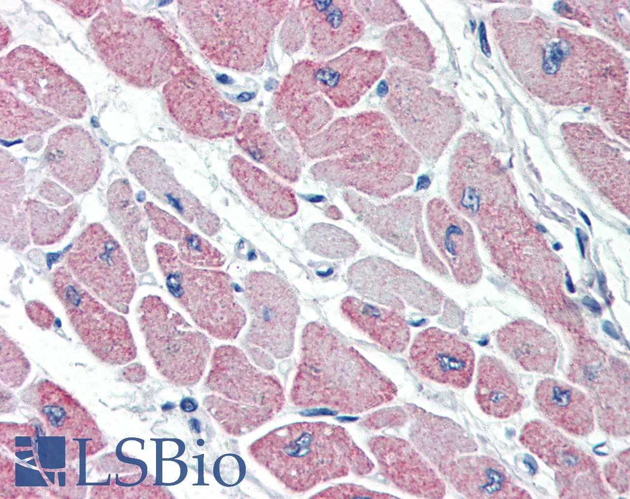 IHC-plus™ CLIC4 Antibody (aa8-20)