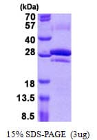 Human CEACAM7 Protein (Recombinant His)
