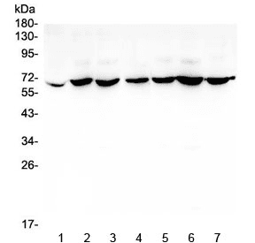 CD1B Antibody