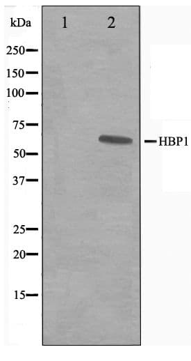 HBP1 Antibody