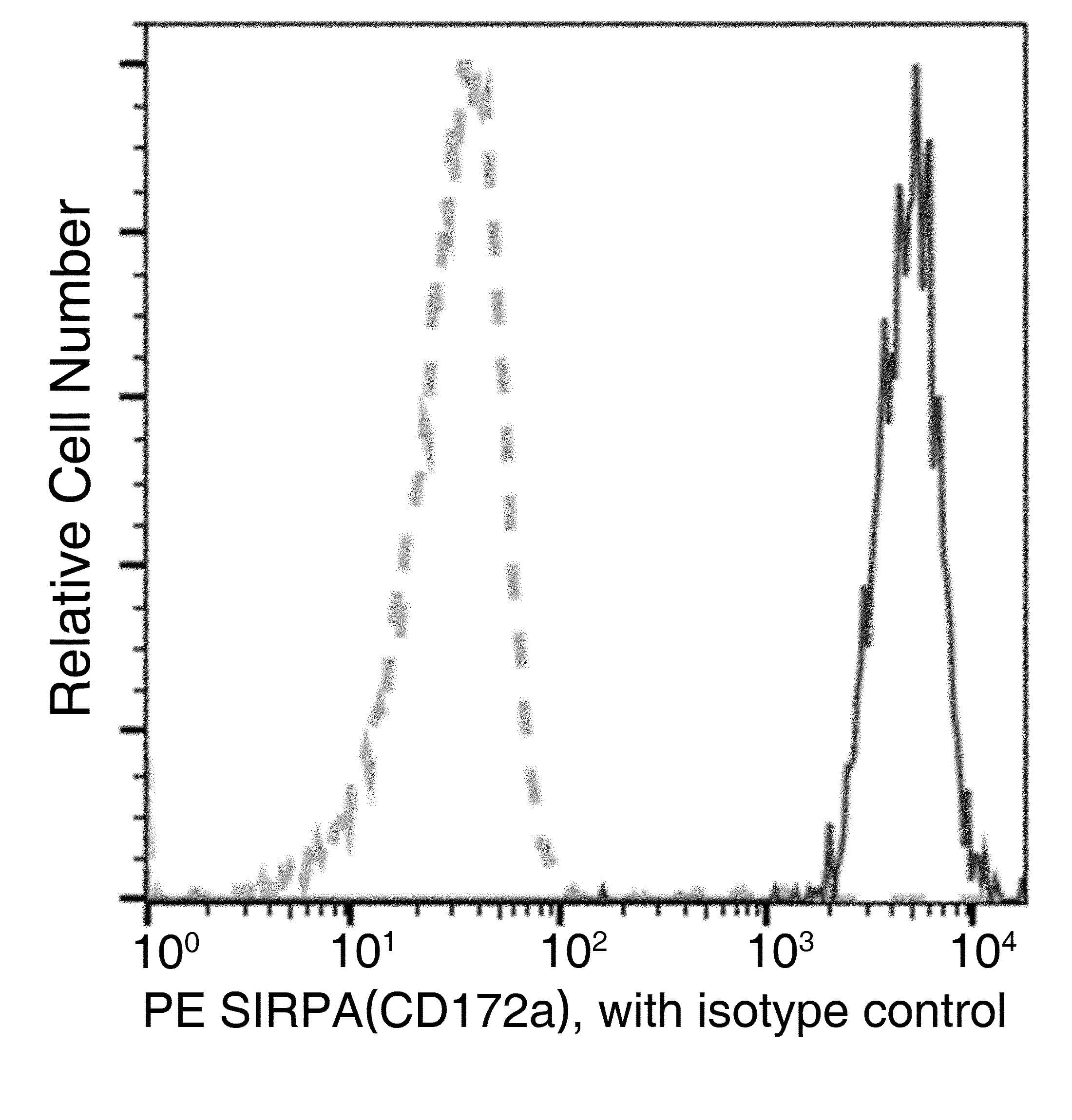Monoclonal Rabbit anti-Rat SIRPA / CD172a Antibody (clone 103, PE)