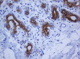 KRT20 / CK20 / Cytokeratin 20 Antibody (aa1-266, clone OTI4A2, Carrier-free)