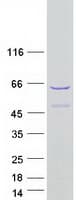 Human SHOOTIN1 / KIAA1598 Protein (Recombinant Myc-DDK (Flag))
