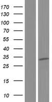 EXOSC6 Protein (Over-Expression Lysate Myc-DDK (Flag))