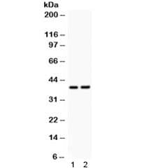 Polyclonal Rabbit anti-Human SOX1 Antibody (WB)