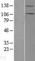 TRPC5 Protein (Over-Expression Lysate Myc-DDK (Flag))