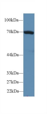 Heat Shock Protein 70 / HSPA1A Antibody (aa1-642)
