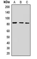 EXT2 Antibody