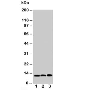 MIF Antibody (aa98-115)