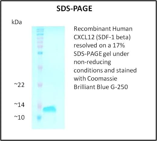 Human cxcl12a / sdf1a Protein (Recombinant)