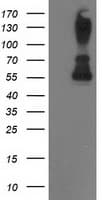 PPM1B Antibody (clone OTI3A10)