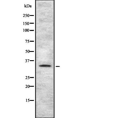 TAS2R4 / T2R4 Antibody
