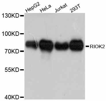 RIOK2 Antibody