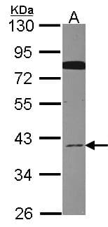 CDC37L1 Antibody (aa275-337)