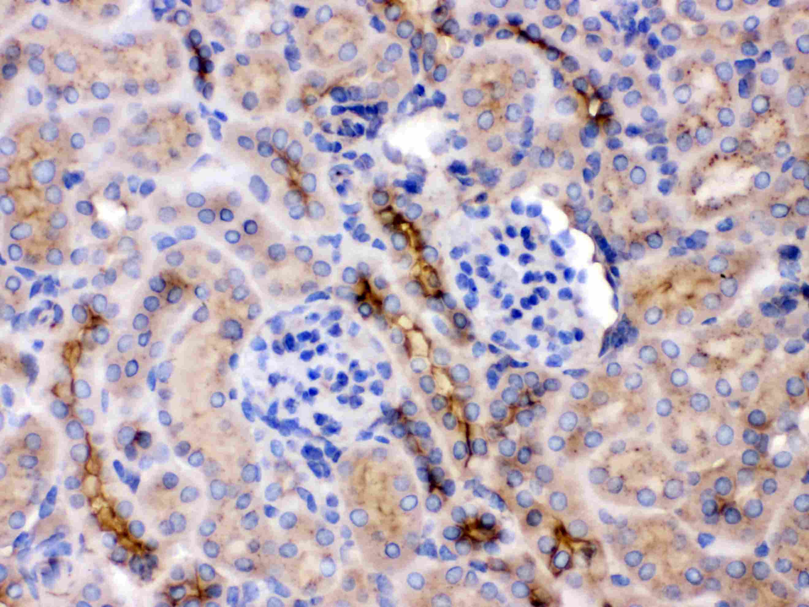 Polyclonal Rabbit anti-Human GNB1 Antibody (IHC, WB)
