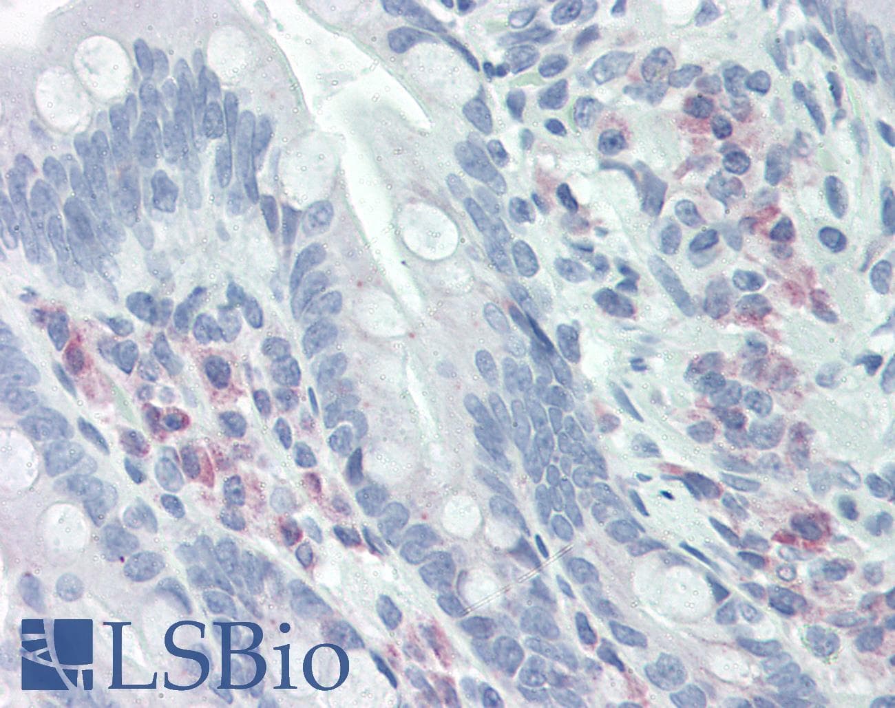 IHC-plus™ CKS1B / CKS1 Antibody (C-Terminus, clone 4G12G7)