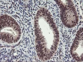 ZFP36 / Tristetraprolin Antibody (clone OTI1A2, Carrier-free)