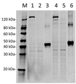 Streptococcus pyogenes CRISPR-associated endonuclease Cas9/Csn1 Antibody (clone 4A1)