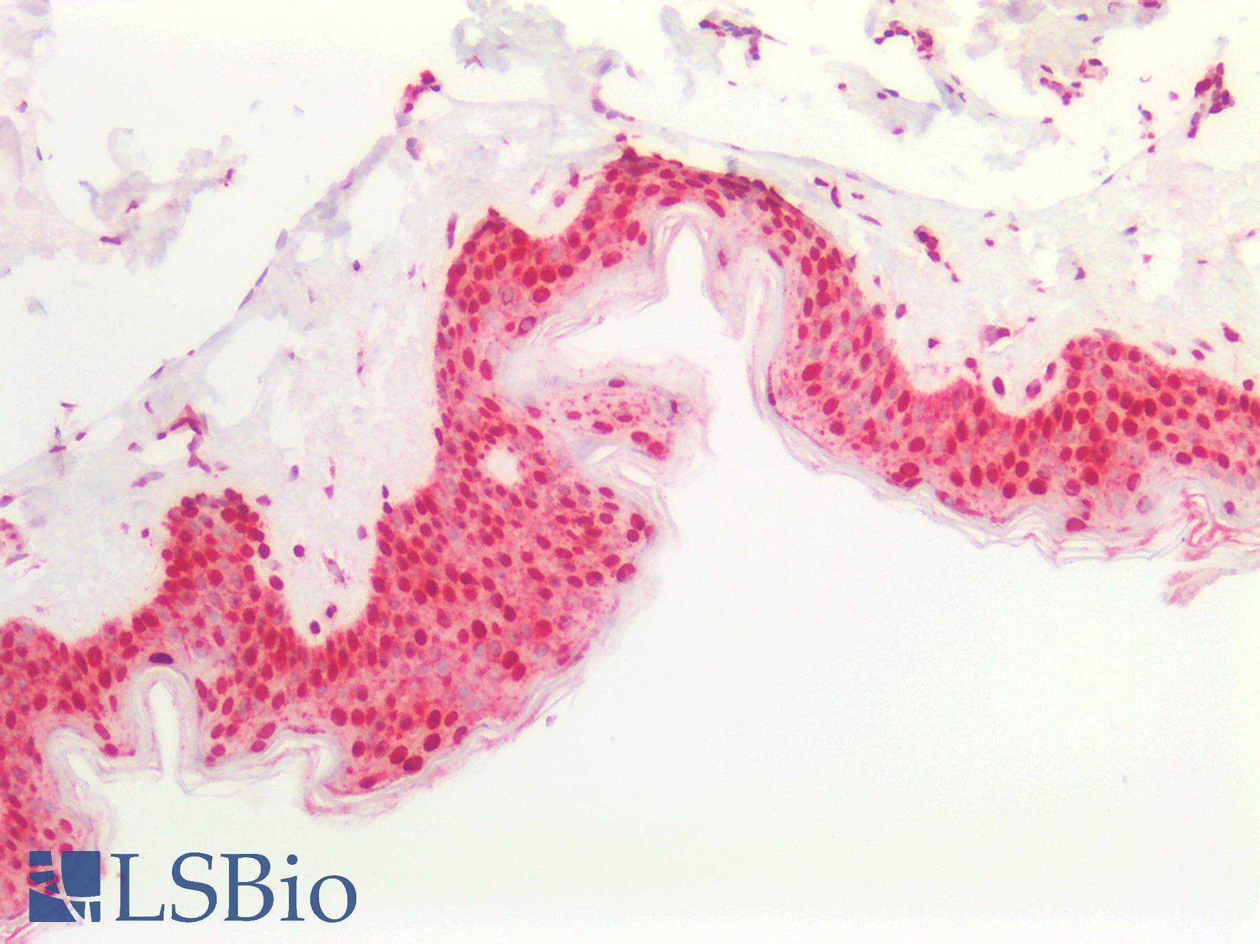 PathPlus™ HNRNPK / hnRNP K Antibody (aa1-50)