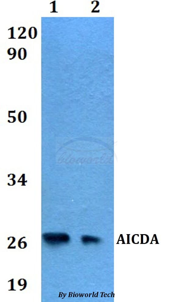 AICDA / AID Antibody