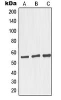 GORASP2 / GRASP55 Antibody (Internal)