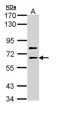 Polyclonal Rabbit anti-Human SHC4 Antibody (aa352-630, WB)