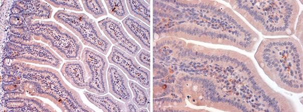 GCG / Glucagon Antibody
