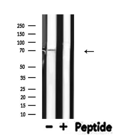 ELF4 / MEF Antibody