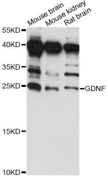 GDNF Antibody
