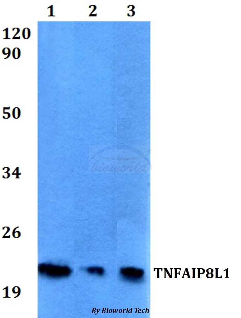 TNFAIP8L1 Antibody