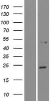 NPVF Protein (Over-Expression Lysate Myc-DDK (Flag))