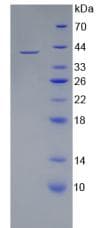 Human WNT3A Protein (Recombinant His-T7)