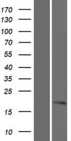 C16orf52 Protein (Over-Expression Lysate Myc-DDK (Flag))