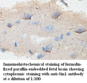 MAPKAP1 / MIP1 Antibody