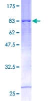 Human TRIM31 / RNF Protein (Recombinant GST)