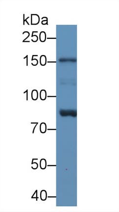 BIRC1 / NAIP Antibody (aa923-1148, PE)